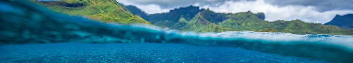 reef-banner